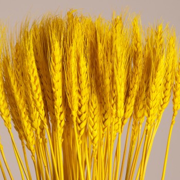 GloboStar® BARLEY 36552 Αποξηραμένο Φυτό Κριθάρι - Μπουκέτο Διακοσμητικών Κλαδιών Μπεζ - Κίτρινο Υ60cm - Σετ 105 τμχ