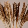 GloboStar® BROOMCORN 36554 Αποξηραμένο Φυτό Γλυκό Σόργο - Μπουκέτο Διακοσμητικών Κλαδιών Καφέ Υ80cm - Σετ 20 τμχ GloboStar® BROOMCORN 36554 Αποξηραμένο Φυτό Γλυκό Σόργο - Μπουκέτο Διακοσμητικών Κλαδιών Καφέ Υ80cm - Σετ 20 τμχ