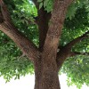 GloboStar® Artificial Garden BANYAN FICUS TREE 20160 Τεχνητό Διακοσμητικό Δέντρο Ινδική Συκιά Φίκος Υ340cm GloboStar® Artificial Garden BANYAN FICUS TREE 20160 Τεχνητό Διακοσμητικό Δέντρο Ινδική Συκιά Φίκος Υ340cm