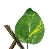 GloboStar® Artificial Garden GOLDEN POTHOS 78496 Πτυσσόμενη Πέργκολα Τεχνητής Φυλλωσιάς - Κάθετος Κήπος Σύνθεση Πόθος Μ110 x Π10 x Υ120cm (min) Μ310 x Π10 x Υ45cm (max) GloboStar® Artificial Garden GOLDEN POTHOS 78496 Πτυσσόμενη Πέργκολα Τεχνητής Φυλλωσιάς - Κάθετος Κήπος Σύνθεση Πόθος Μ110 x Π10 x Υ120cm (min) Μ310 x Π10 x Υ45cm (max)