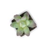GloboStar® Artificial Garden SUCCULENT SEDEVERIA POTTED PLANT 20975 Διακοσμητικό Φυτό Φοίνικα Σερενόα Φ7 x Υ8cm GloboStar® Artificial Garden SUCCULENT SEDEVERIA POTTED PLANT 20975 Διακοσμητικό Φυτό Φοίνικα Σερενόα Φ7 x Υ8cm