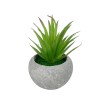GloboStar® Artificial Garden AIR PLANT TILLANDSIA POTTED PLANT 21036 Διακοσμητικό Φυτό Τιλάντσια Φ12 x Υ15cm GloboStar® Artificial Garden AIR PLANT TILLANDSIA POTTED PLANT 21036 Διακοσμητικό Φυτό Τιλάντσια Φ12 x Υ15cm