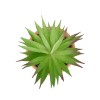 GloboStar® Artificial Garden AIR PLANT NEOPHYTUM POTTED PLANT 21043 Διακοσμητικό Φυτό Νεόφυτο Φ12 x Υ15cm GloboStar® Artificial Garden AIR PLANT NEOPHYTUM POTTED PLANT 21043 Διακοσμητικό Φυτό Νεόφυτο Φ12 x Υ15cm