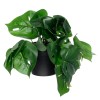 GloboStar® Artificial Garden MONSTERA PLANT 20945 - Διακοσμητικό Φυτό Μονστέρα Φ40 x Υ33cm GloboStar® Artificial Garden MONSTERA PLANT 20945 - Διακοσμητικό Φυτό Μονστέρα Φ40 x Υ33cm