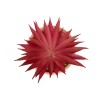 GloboStar® Artificial Garden AIR PLANT NEOPHYTUM POTTED PLANT 21042 Διακοσμητικό Φυτό Νεόφυτο Φ12 x Υ15cm GloboStar® Artificial Garden AIR PLANT NEOPHYTUM POTTED PLANT 21042 Διακοσμητικό Φυτό Νεόφυτο Φ12 x Υ15cm