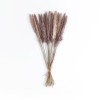 GloboStar® Artificial Garden REAL DRIED BROWN PAMPAS GRASS BUNCH 21215 Αποξηραμένο Διακοσμητικό Μπουκέτο Pampas Kάφε Y50cm - Σετ 15 τμχ GloboStar® Artificial Garden REAL DRIED BROWN PAMPAS GRASS BUNCH 21215 Αποξηραμένο Διακοσμητικό Μπουκέτο Pampas Kάφε Y50cm - Σετ 15 τμχ