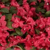 GloboStar® Artificial Garden BOUGAINVILLEA PLANT 20667 Τεχνητό Διακοσμητικό Φυτό Μπουκανβίλια Π120 x Μ70 x Y72cm GloboStar® Artificial Garden BOUGAINVILLEA PLANT 20667 Τεχνητό Διακοσμητικό Φυτό Μπουκανβίλια Π120 x Μ70 x Y72cm