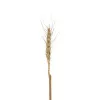 GloboStar® Artificial Garden REAL DRIED WHEAT GRASS 21488 Τεχνητό Διακοσμητικό Κλαδί Σιταριού Y30cm GloboStar® Artificial Garden REAL DRIED WHEAT GRASS 21488 Τεχνητό Διακοσμητικό Κλαδί Σιταριού Y30cm