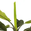 GloboStar® Artificial Garden BANANA TREE 21501 Τεχνητό Διακοσμητικό Δέντρο Μπανανιάς Υ400cm GloboStar® Artificial Garden BANANA TREE 21501 Τεχνητό Διακοσμητικό Δέντρο Μπανανιάς Υ400cm