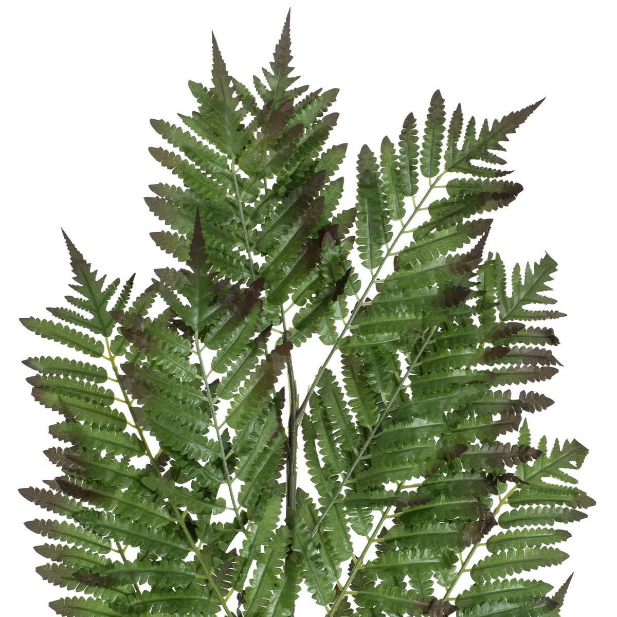 GloboStar® Artificial Garden ALSOPHILA FERN LEAF 20178 Τεχνητό Διακοσμητικό Φύλο Φτέρης Π60 x Υ180cm GloboStar® Artificial Garden ALSOPHILA FERN LEAF 20178 Τεχνητό Διακοσμητικό Φύλο Φτέρης Π60 x Υ180cm