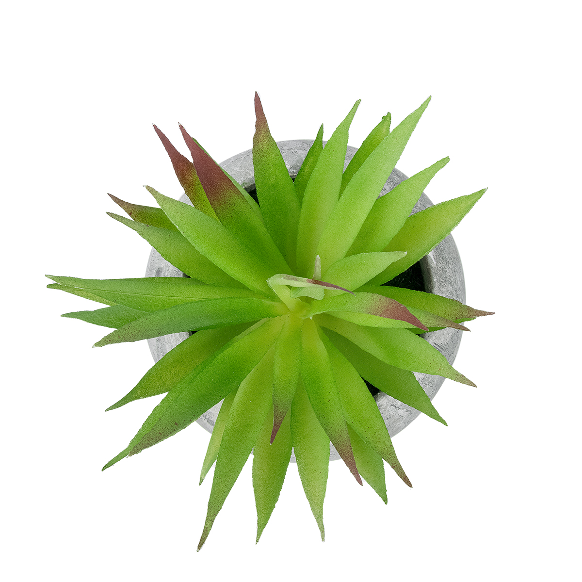 GloboStar® Artificial Garden AIR PLANT TILLANDSIA POTTED PLANT 21036 Διακοσμητικό Φυτό Τιλάντσια Φ12 x Υ15cm GloboStar® Artificial Garden AIR PLANT TILLANDSIA POTTED PLANT 21036 Διακοσμητικό Φυτό Τιλάντσια Φ12 x Υ15cm