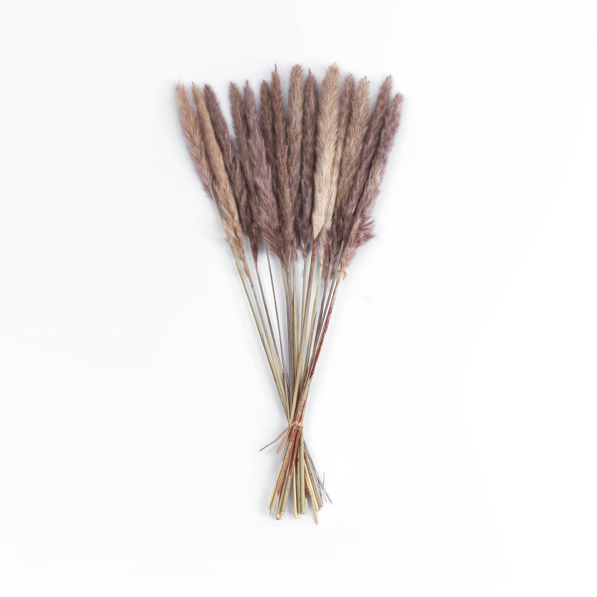 GloboStar® Artificial Garden REAL DRIED BROWN PAMPAS GRASS BUNCH 21215 Αποξηραμένο Διακοσμητικό Μπουκέτο Pampas Kάφε Y50cm - Σετ 15 τμχ GloboStar® Artificial Garden REAL DRIED BROWN PAMPAS GRASS BUNCH 21215 Αποξηραμένο Διακοσμητικό Μπουκέτο Pampas Kάφε Y50cm - Σετ 15 τμχ