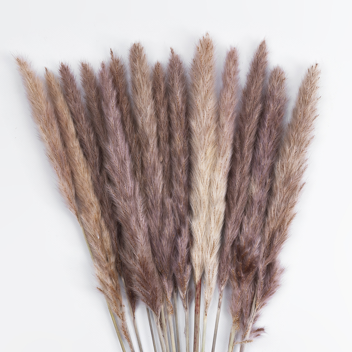 GloboStar® Artificial Garden REAL DRIED BROWN PAMPAS GRASS BUNCH 21215 Αποξηραμένο Διακοσμητικό Μπουκέτο Pampas Kάφε Y50cm - Σετ 15 τμχ GloboStar® Artificial Garden REAL DRIED BROWN PAMPAS GRASS BUNCH 21215 Αποξηραμένο Διακοσμητικό Μπουκέτο Pampas Kάφε Y50cm - Σετ 15 τμχ