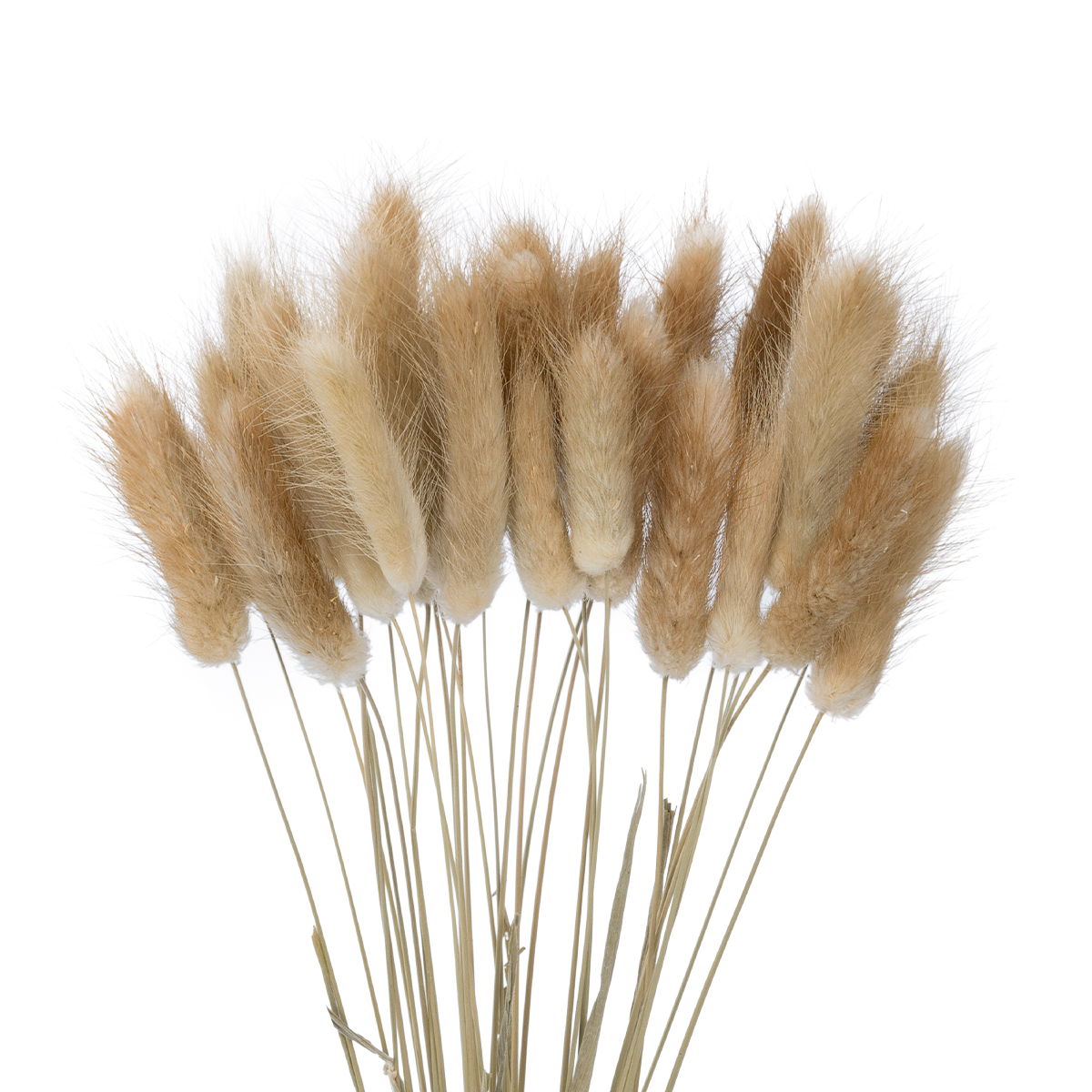 GloboStar® Artificial Garden REAL DRIED BEIGE WHEAT BUNCH 21219 Αποξηραμένο Διακοσμητικό Μπουκέτο Σιταριού Y50cm - Σετ 30 τμχ GloboStar® Artificial Garden REAL DRIED BEIGE WHEAT BUNCH 21219 Αποξηραμένο Διακοσμητικό Μπουκέτο Σιταριού Y50cm - Σετ 30 τμχ