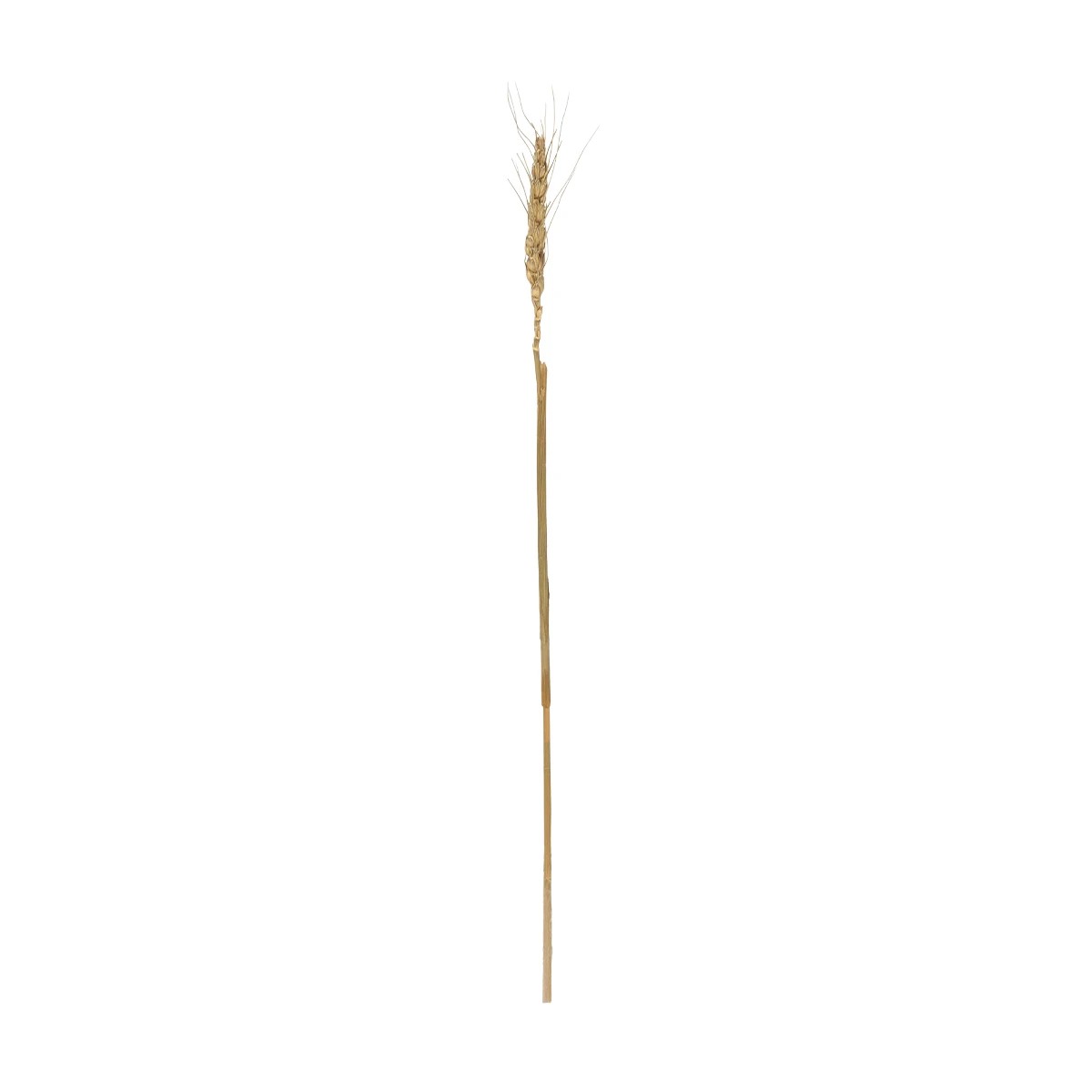 GloboStar® Artificial Garden REAL DRIED WHEAT GRASS 21488 Τεχνητό Διακοσμητικό Κλαδί Σιταριού Y30cm GloboStar® Artificial Garden REAL DRIED WHEAT GRASS 21488 Τεχνητό Διακοσμητικό Κλαδί Σιταριού Y30cm