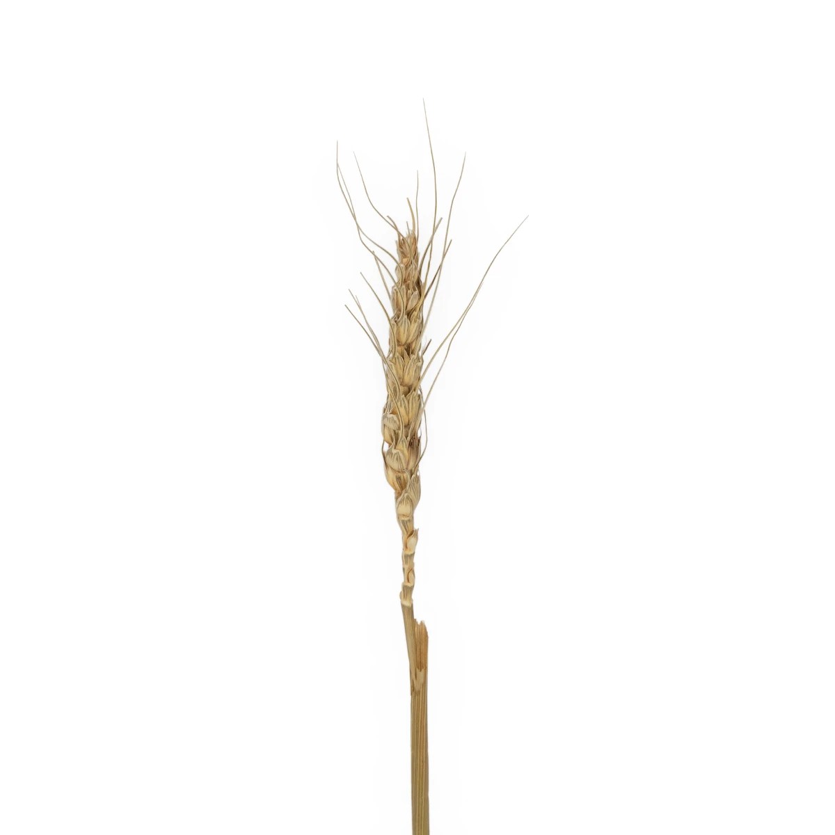 GloboStar® Artificial Garden REAL DRIED WHEAT GRASS 21488 Τεχνητό Διακοσμητικό Κλαδί Σιταριού Y30cm GloboStar® Artificial Garden REAL DRIED WHEAT GRASS 21488 Τεχνητό Διακοσμητικό Κλαδί Σιταριού Y30cm