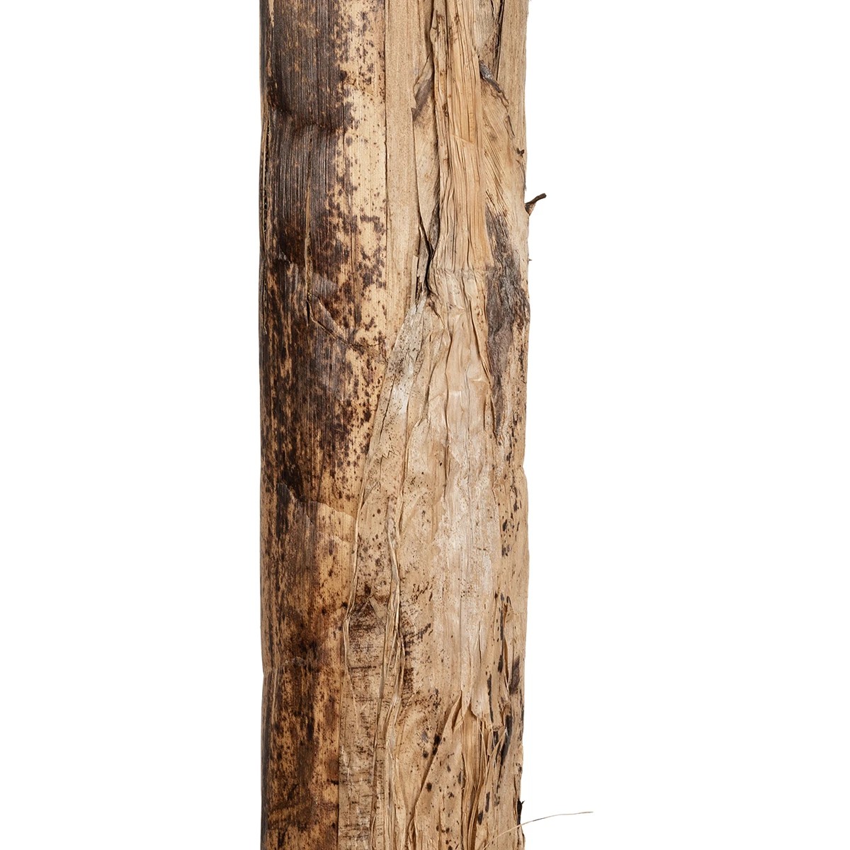 GloboStar® Artificial Garden BANANA TREE 21500 Τεχνητό Διακοσμητικό Δέντρο Μπανανιάς Υ300cm GloboStar® Artificial Garden BANANA TREE 21500 Τεχνητό Διακοσμητικό Δέντρο Μπανανιάς Υ300cm